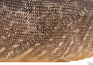 Northern pike belly body scales 0001.jpg